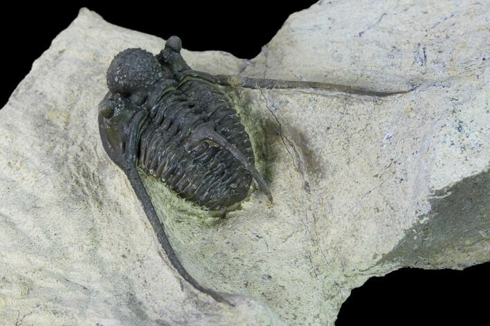 Cyphaspis Eberhardiei Trilobite - Foum Zguid, Morocco #164465